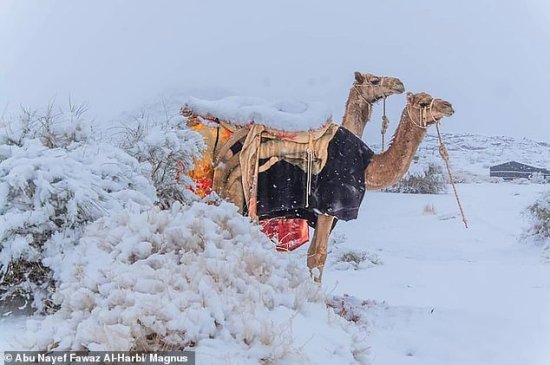 到沙漠赏雪！撒哈拉罕见冰点下，<em>黄白相间</em>成奇景，骆驼也兴奋