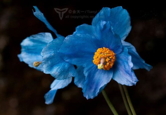 长在深谷人不识，来看看花中最纯净的蓝色 I 物种