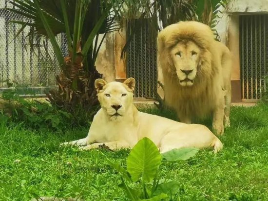 广州动物园这只上热搜的狮子又换新发型啦！Tony老师甘拜下风