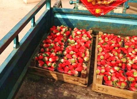 特殊时期草莓遭遇销售瓶颈<em> 微营销</em>助农民解难题