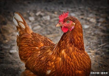 英国牛津郡一只母鸡日前却产下一颗“完美球形鸡蛋” 概率可能...