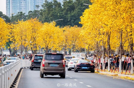 广州又是“满城尽带黄金甲”，但黄风铃的热度好像比去年减弱了