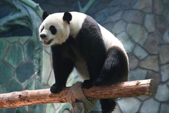<em>兰州</em>野生动物园4只大熊猫正式亮相