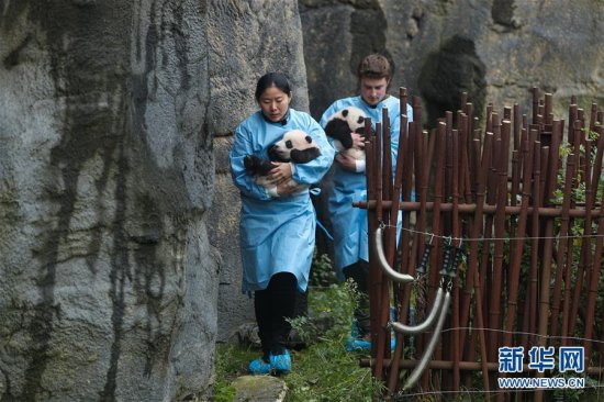 比利时出生的大熊猫双胞胎<em>取名</em>“宝弟”“宝妹”