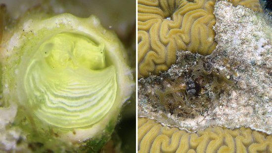 科学家在佛罗里达群岛发现黄绿色蜗牛 颜色酷似玛格丽塔酒