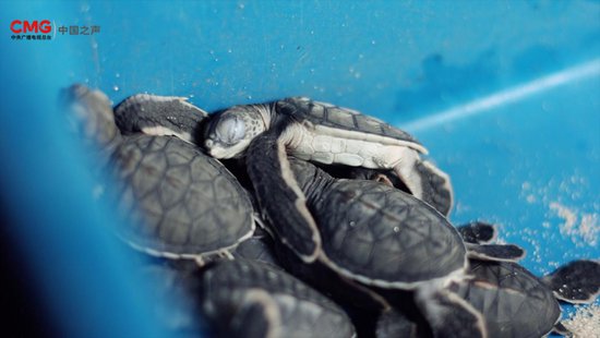 总台记者看世界丨仅千分之一能存活到成年 马来西亚热浪岛的海龟...