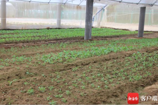 博鳌零碳示范区岛外农光互补项目首批蔬菜采摘上市