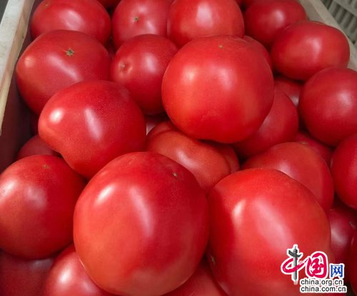 开封市祥符区八里湾镇：番茄丰收上市，助农致富增收