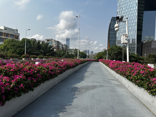 深圳以创新方式破解绿化难题 全民参与助力城市绿色发展