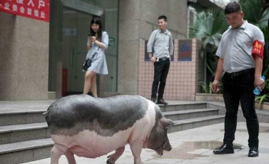 <em>深圳</em>女孩<em>租房子</em>养250斤宠物猪，农民工：这就是我们家乡的土猪