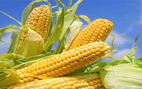 2017年1月份玉米涨价了吗 2017年1月份<em>玉米价格</em>多少钱一斤