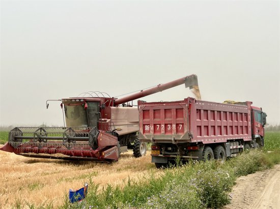 “白茫茫”变“金灿灿” 若羌县盐碱地小麦品种试种取得初步成功