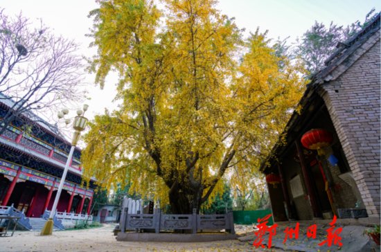 树龄1200岁！郑州市区<em>最古老的银杏树</em>美翻了