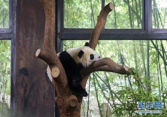 上海野生动物园大熊猫<em>宝宝取名为</em>“七七”