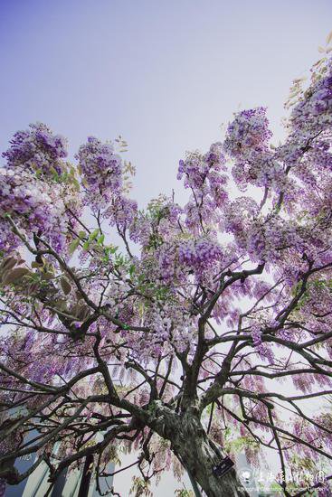 辰山紫藤，花开如瀑