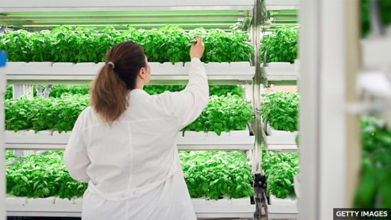 Is this the end of vertical farming? 垂直农业是否<em>已</em>走<em>到尽头</em>？
