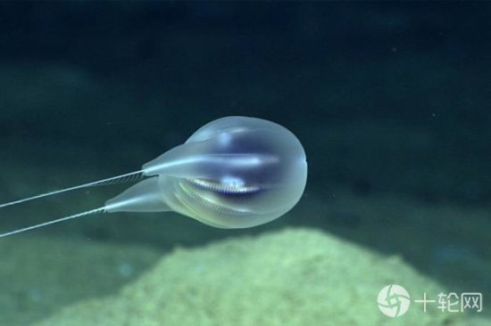 这不是科幻电影CGI特效，是科学家在<em>深海发现</em>的新物种