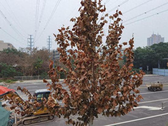 8棵行道树枝叶枯黄，是不是病了？