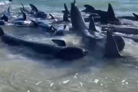 澳大利亚西澳州鲸群搁浅事件已有29头<em>鲸鱼</em>死亡