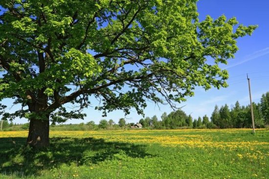 蓍草、栎树、石榴和雏菊——古今中外占卜用的四大花木