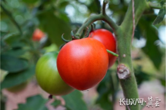 到老乡家里串门丨特色种植“柿柿如意”