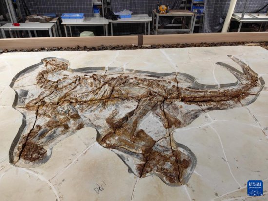 1.3亿多年前的恐龙皮肤化石长<em>什么</em>样？