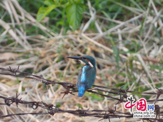 <em>徐州市生物</em>多样性保护：缔造生态环境之美，好生态，鸟自来