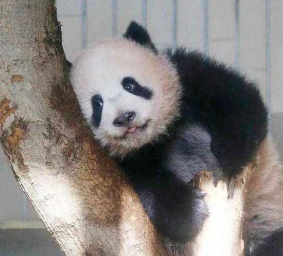 人气太高！日本舍不得大熊猫回中国：再留几天行么？