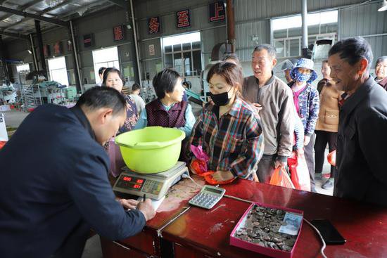 安徽太湖：茶叶加工厂让茶农增收有保障