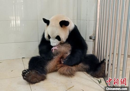 大熊猫“淑琴”诞下一对双胞胎