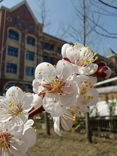 潍坊校园春景又又来啦！你眼中最美的校园春景<em>是哪一个</em>？