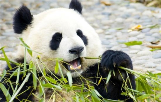 世界上最贵的茶叶之一“<em>熊猫</em>茶”，用了<em>熊猫</em>粪便，售价22万每斤