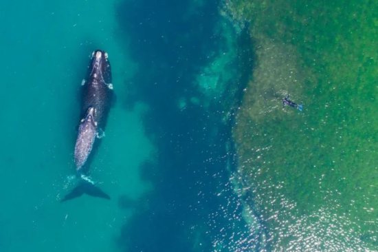 世界<em>鲸鱼</em>日｜保护温柔的“海洋巨人”