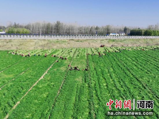 河南范县：百余亩香菜迎丰收季