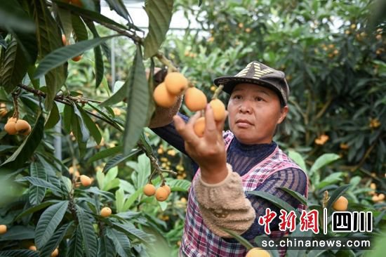 乐山市中区发展特色种养业促农增收乡村振兴