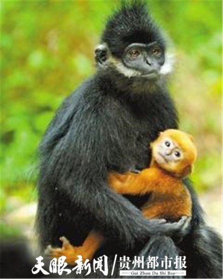 国家一级濒危野生动物黑叶猴首度现身湄潭