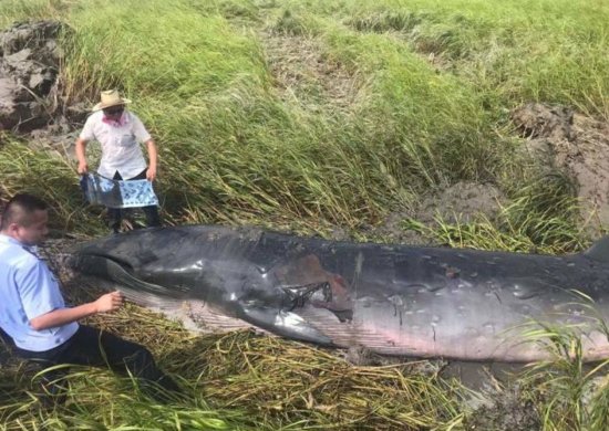 7米长、2吨重须鲸在浙江瑞安滩涂搁浅，或因”烟花“影响离群！...