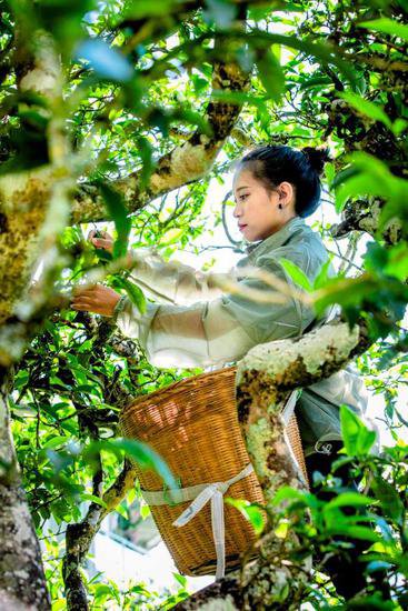 中国<em>茶叶大</em>县推出古茶树认养保护计划