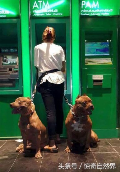 <em>女生</em>独自一人去ATM<em>取</em>钱<em>如何</em>保证安全？答案是：带上一只狗