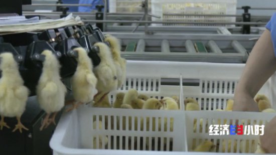 “智能模式”养鸡场 1人1年养20万只鸡 怎么做到的？