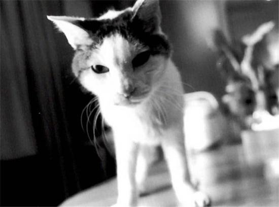 陪伴摄影大师荒木经惟22年<em> 日本最有名</em>的猫Chiro