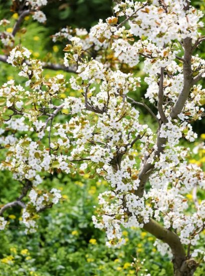 苏州树山：千亩梨花盛开在即，“梨园花事”抢先登场