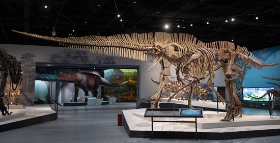 成都自然博物馆竣工验收 亚洲最大<em>的恐龙</em>化石现身