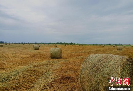 牧草在新疆种植前景几何？