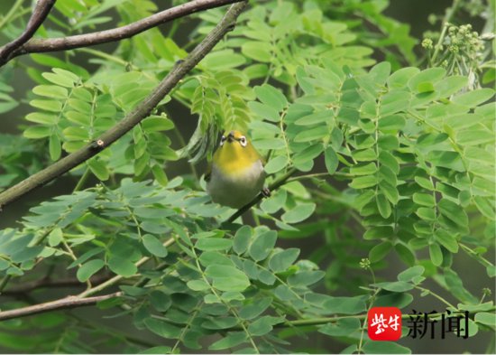 苏州西山岛在春季迁徙期记录到鸟类52种，其中还有会<em>学猫叫</em>的鸟