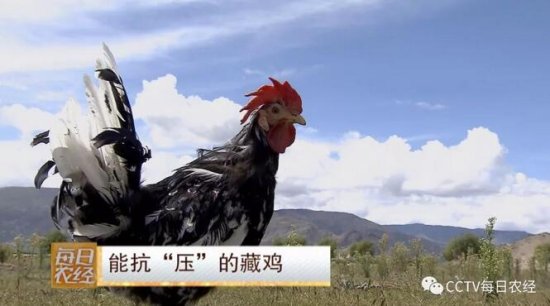 <em>能</em>抗“压”的高原藏鸡 一年带来20万