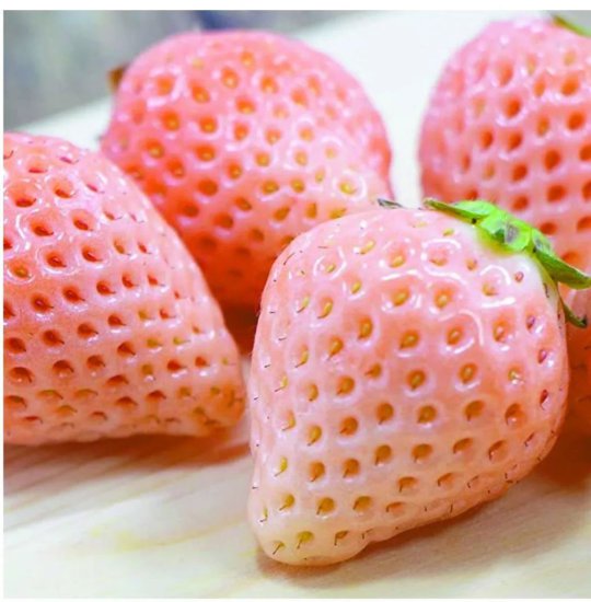 日本人想方设法“经营”<em>草莓</em>
