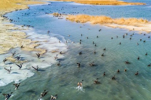 中国最大的盐湖吸引众多珍稀野生鸟类<em>栖息</em>过冬