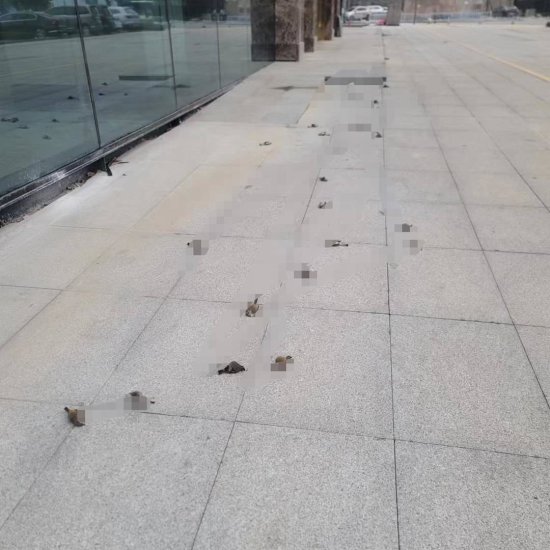 贵阳一高层建筑楼下接连发现几十只鸟儿尸体 专家：玻璃幕墙占比...
