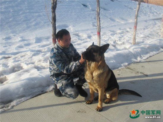 特殊战友｜军犬"小米"本领多多：巡逻、搜救、作媒......